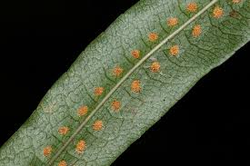 Image result for Drynaria volkensii
