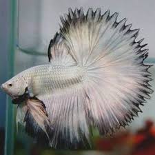What Is Half Sun Betta Fish Nice Betta Thailand Co Ltd Betta Fish Betta Betta Fish Types