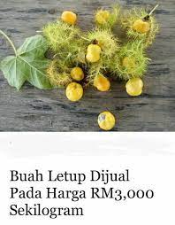 Migliaia di nuove immagini di alta qualità aggiunte ogni giorno. Maeps Serdang By Mardi Corp On Twitter Buah Letup Kelambu Cabut Sepokok Basuh Cuci Dgn Akar Batang Daun Dan Buah Rebus Dgn Tiga Gelas Air Sampai Tgl Satu Gelas Amalkan Minum Pagi