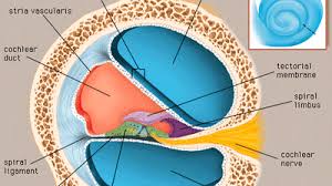 Image result for Cochlea