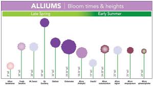 Bloom Time Chart For Allium Bulbs Garden Bulbs Allium