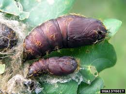 Stoller's golden pest spray oil has been used successfully for several years to control gypsy moth when applied to the egg masses before they hatch. Phenology Gypsy Moth In Wisconsin