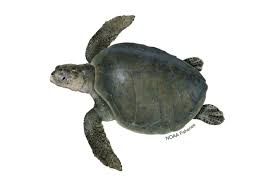 Image result for Dark Olive 1990 US Government