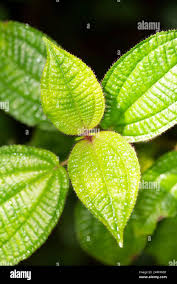 Image result for Dichaetanthera