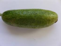 Image result for thrips damage on cucumber