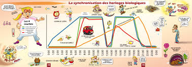 Cortisol (hydrocortisone) is the most prominent glucocorticosteroid, and it is essential for the the most important physiological effects of cortisol are the increase of blood glucose levels. Trouve Ton Rythme Les Rythmes Circadiens Echosciences Auvergne