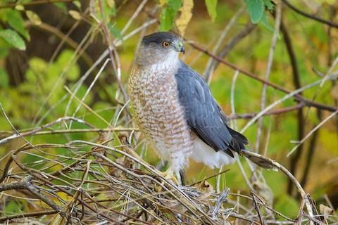 Woodland Wildlife Spotlight: Cooper's Hawk | University of Maryland Extension