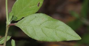 Image result for Psilotrichum scleranthum