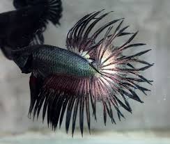 Crowntail Betta Auctions Fri May 8 08 15 40 2015 Betta Fish Betta Betta Fish Types