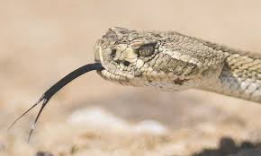 The scarlet kingsnake is a non venomous small snake rarely reaching lengths of more than two feet. Local People And Pets Share Their Habitat With Rattlesnakes Powell Tribune