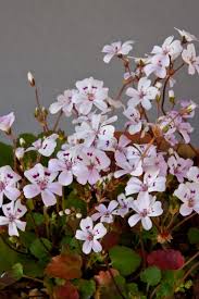 Image result for Selago cecilae