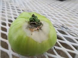 Image result for tomato seedling botrytis