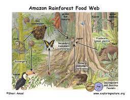 Food Chain The Rainforest A World Biome