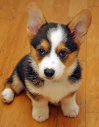 Black And Brown Corgi Puppy Miles The Pembroke Welsh Corgi Welsh Corgi Puppies Pembroke Welsh Corgi Puppies Corgi