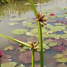 Image result for Schoenoplectiella senegalensis