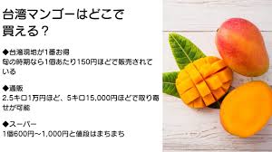 マンゴー 台湾 値段