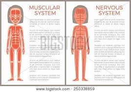 Muscular Nervous Vector Photo Free Trial Bigstock