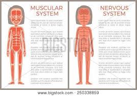 muscular nervous vector photo free trial bigstock