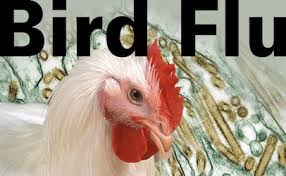 Several strains of bird flu have been found among animals in china but mass outbreaks in humans are rare. Usda Kills 73 500 Tyson Bound Chickens Because Of Bird Flu Food Safety News