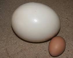 Are they any different nutritionally? Fresh Super Sized Ostrich Egg For Sale Products Cameroon Fresh Super Sized Ostrich Egg For Sale Supplier