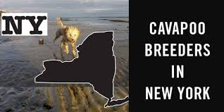 9 to 14 inches weight: Cavapoo Breeders In New York Where To Find Cavapoo Puppies In Ny Cavapoo World