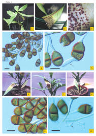 Image result for Justicia exigua