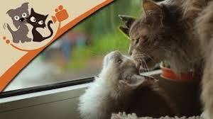 Es ist gar nicht so einfach, den passenden katzennamen für seinen stubentiger zu finden. Maine Coon Katzen Die Sanften Riesen Im Portrait Youtube
