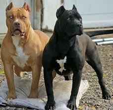 Black And White Pitbull Dog Price Check Out Http Www Upscaledogtoys Com Excellent Dog Toys At A Great Price Visit Our Sister Site Http Www Bottlemeamess Pitbull Terrier Dog Breeds Dogs
