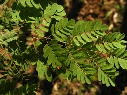 Image result for Caesalpinia ferrea