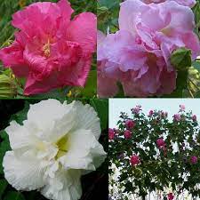 Confederate Rose Double Hibiscus Seeds Hibiscus Mutabilis Hibiscus Plant Rose Seeds Hibiscus