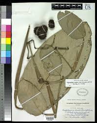 Image result for Hypselodelphys scandens