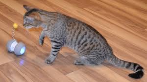 Felines Go Paws On With Two Cat Toys One Robotic One Traditional Geekdad