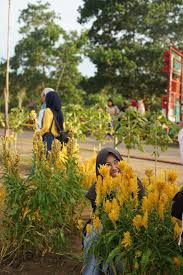 Batu, kota batu, jawa timur. Rajati Flower Garden Kebun Bunga Elok Ala Warga Tukang Jalan Jajan
