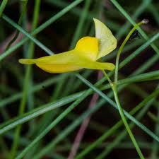Image result for Utricularia subulata