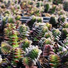 Image result for Crassula capitella