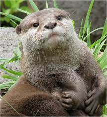 Beasts In A Populous City You Otter Be In Pictures Otters Cute Otters Baby Otters