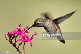 Check spelling or type a new query. Spring In Texas Means Hummingbirds Are Here Texas A M Today