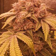 Here is the top rated vs pink panties and other leading brand panties such as calvin klein, maidenform, tommy hilfiger and many others to choose from. Pink Panties Humboldt Seeds Sapphire Scout Dead Hooked Og Gelato Grow Journal Week8 By Kindutcarter Growdiaries