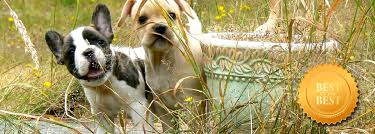 Ücretsiz yavru french bulldog sahiplendirme ilanı açın, yuva bulmamız için yardımcı olun. Teacup French Bulldog Mini French Bulldog Puppies For Sale