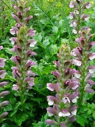 Image result for Acanthus mayaccanus