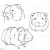 Meerschweinchen ausmalbilder kostenlos zum ausdrucken. 1
