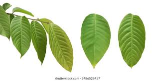 Image result for Lagerstroemia speciosa