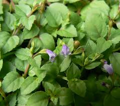 Image result for Torenia crustacea