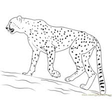 Free printable cheetah coloring page Cheetah Coloring Pages For Kids Printable Free Download Coloringpages101 Com