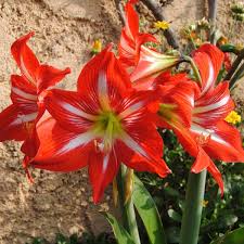 Image result for Hippeastrum