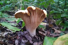 Image result for Acrotome mozambiquensis