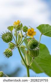 Image result for Abutilon sonneratianum