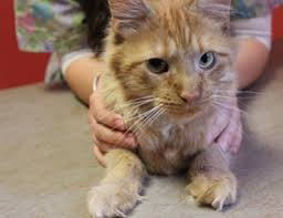 The table below lists some common costs involved in a declaw procedure. Declawing Cats Get The Medical Facts About Feline Declawing