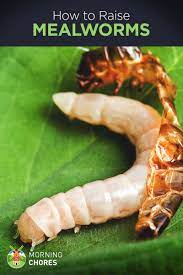 How To Raise Mealworms For Chickens In 4 Simple Steps A Beginner S Guide Meal Worms Raising Chicken Diy Raising Chickens