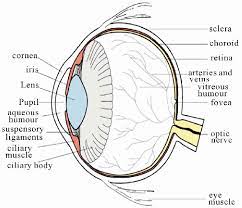 The website of the spinal injury network has a diagram of the human spine, with the different sections labeled. Cross Sectional Diagram Of Human Eye 1 Download Scientific Diagram
